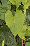 Fringed black bindweed